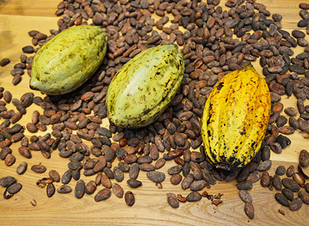 Kakao-Bohne – bittere Seite der Schokolade