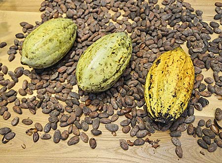 Cocoba-Produkte – natürlich Bio