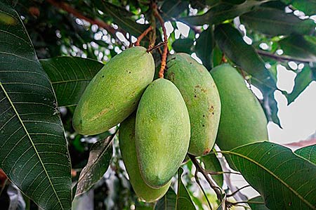 PREDA – Mangos für Kinderrechte
